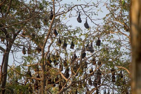 Big Group of Fruit Bats or Vampire Bat Hanging on a Tree in Jungle Stock Image - Image of corona ...