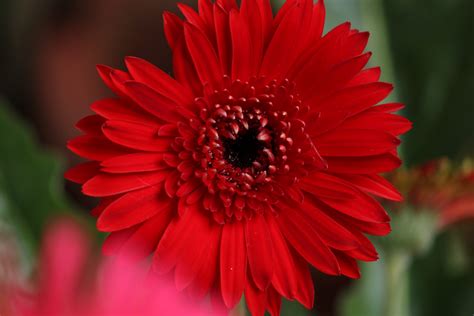 Barberton daisy flower - PixaHive