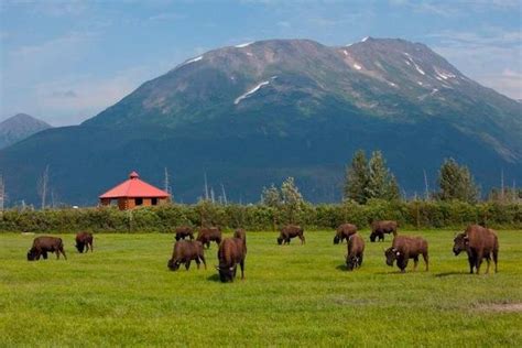 Alaska Wildlife Conservation Center — Visit Girdwood