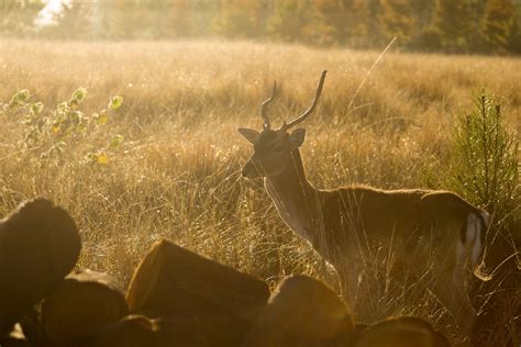 Brown Deer Surrounded by Grass during Sunset · Free Stock Photo