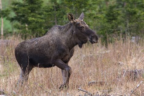 歷 Wild & native animals that live in Norway: 力 Norwegian wildlife