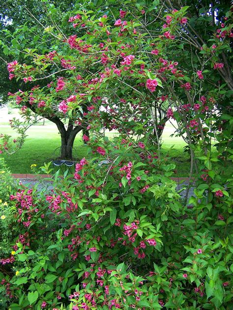 Honeysuckle Bush Photograph by Robin Regan