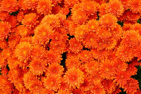 Orange Mums | orange | Pinterest