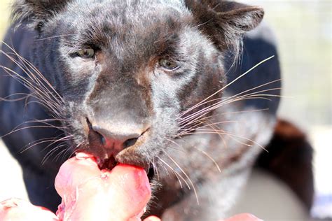 Black Panther Eating 2 Free Stock Photo - Public Domain Pictures