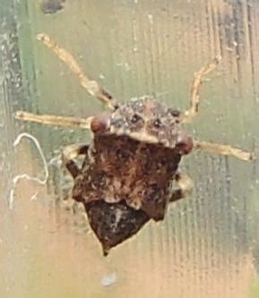 Auchenorrhyncha - Agallia - BugGuide.Net