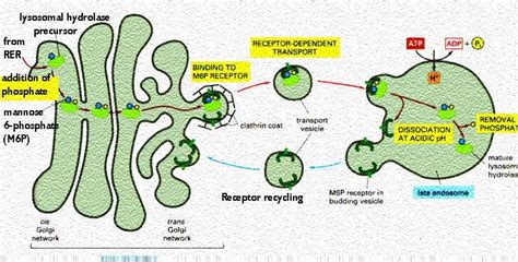 Lysosomes and Peroxisomes | Celebrate Cytochemistry | Gwen V. Childs, Ph.D.