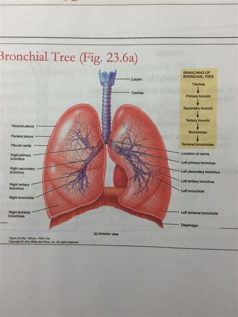 Anatomy of a lung | Human digestive system, Human body systems, Lung ...