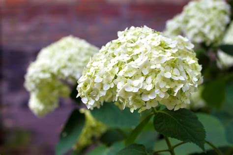 Premium Photo | Blooming white hortensia