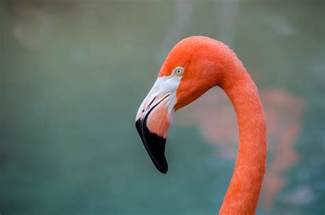 Closeup photography of flamingo HD wallpaper | Wallpaper Flare