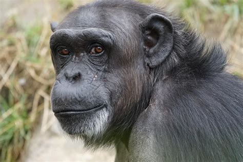 Similarities Between Humans and Chimpanzees - Behavior and Biology