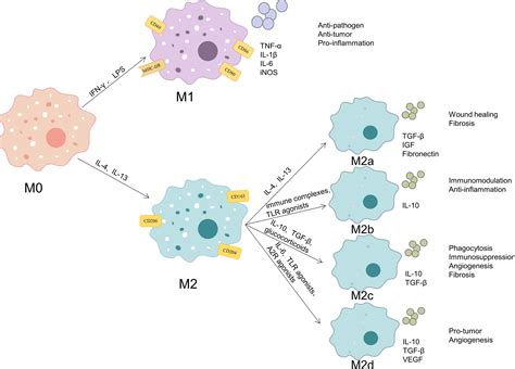 Schematic Representation Of Macrophage Activation And - vrogue.co