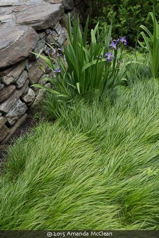 Carex pensylvanica (Pennsylvania sedge) | Izel Native Plants