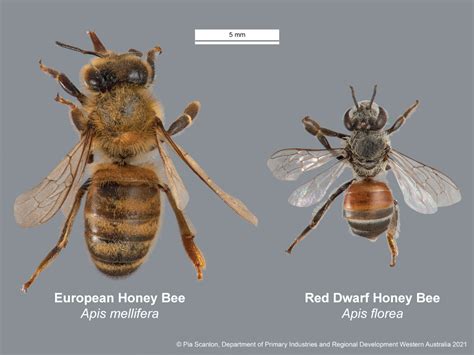 Red dwarf honey bee | Agriculture and Food