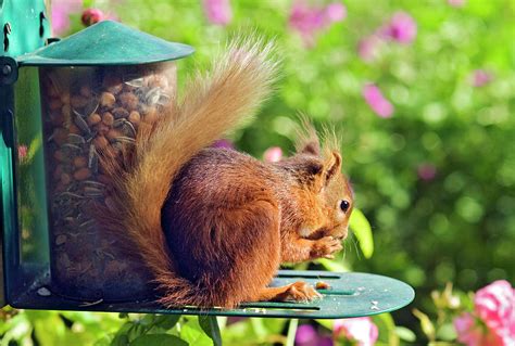 Red Squirrel Photograph by Simon Fraser/science Photo Library - Fine Art America