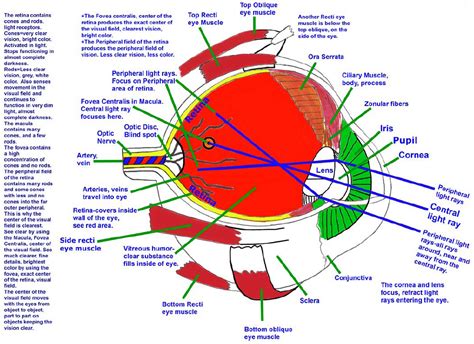 HUMAN EYE