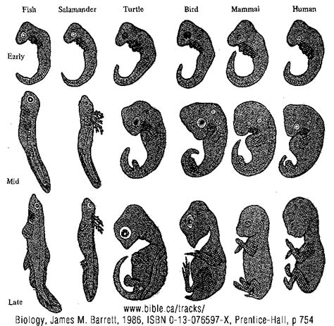 comparative morphology