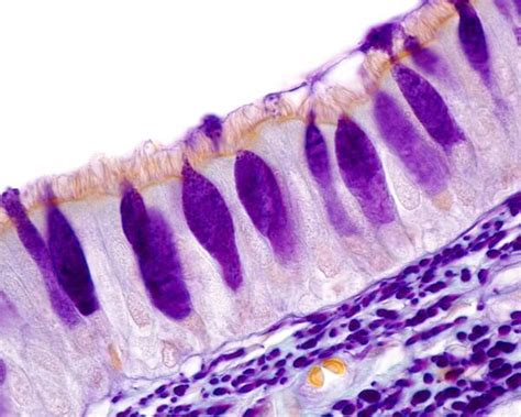 Goblet Cells - The Definitive Guide | Biology Dictionary