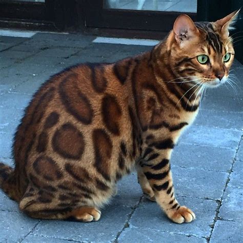 Bengal Cat Green Eyes | bestcatteryinfo