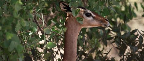 Gerenuk | African Wildlife Foundation