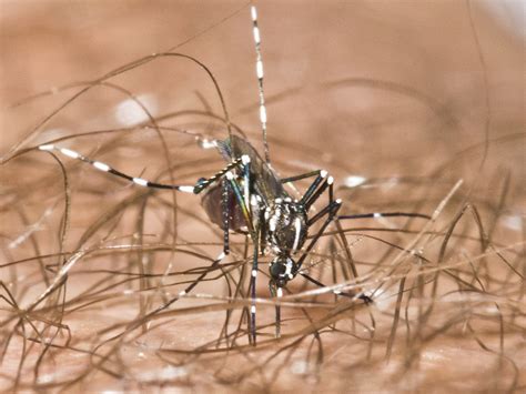 Asian Tiger Mosquitoes Facts & Info: Tiger Mosquito Bites