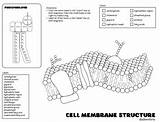 Membrane Plasma Diagram Mosaic Fluid Cell Diagrams Sketch Labeled  sketch template