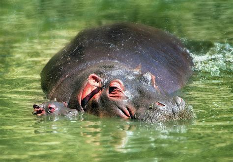 Hippo Mom and Baby Photograph by Vicki Jauron - Fine Art America