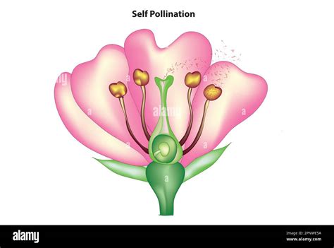 Pollination diagram Cut Out Stock Images & Pictures - Alamy