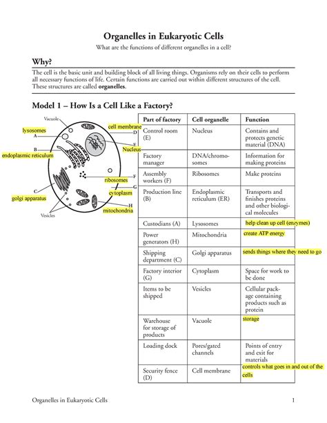 Eukaryotic Cell Structure Worksheet