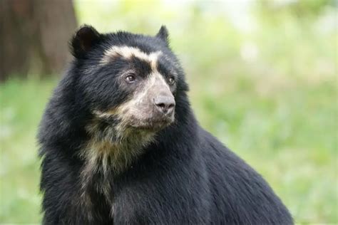 Spectacled Bear | The Animal Facts