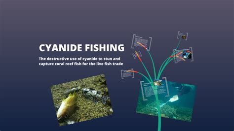 Cyanide Fishing by M wick on Prezi