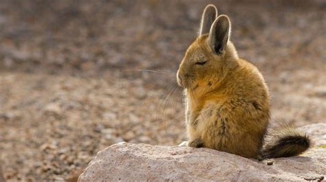 A southern viscacha in the Andes Mountains Cute Creatures, Beautiful ...