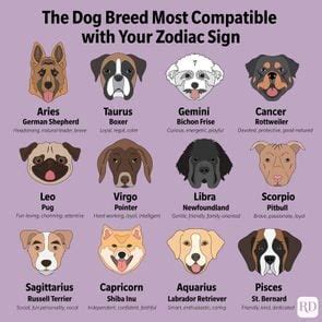 This Is the Dog Breed That’s Most Compatible with Your Zodiac Sign ...