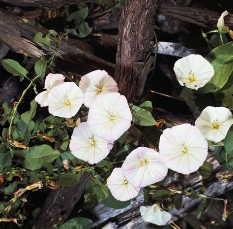 How to tame bindweed, a frustrating invasive perennial | College of Agricultural Sciences