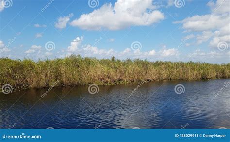 Alligator alley stock image. Image of state, park, natural - 128029913