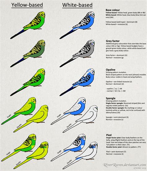 Budgerigar colour genetics by RiverRaven on deviantART | Parrocchetto, Pappagalli, Uccellini