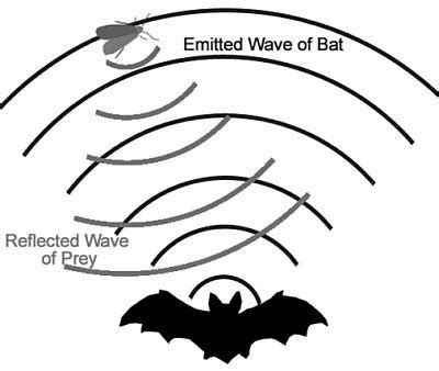 1: A bat use echolocation to determine prey | Download Scientific Diagram