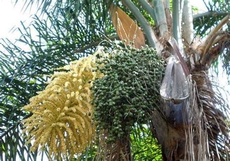 mexican palm tree seeds - Has Been An Important Website Custom Image ...