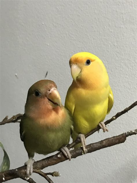 Lovebird Birds Adopted - 8 Years 4 Months, Love Bird Pair, Green & Yellow from Kuala Lumpur ...