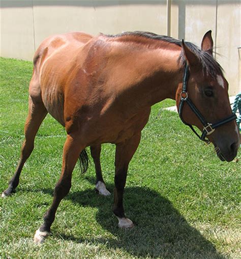 Flow Chart For Diagnosing EPM in Horses | Equine Chronicle