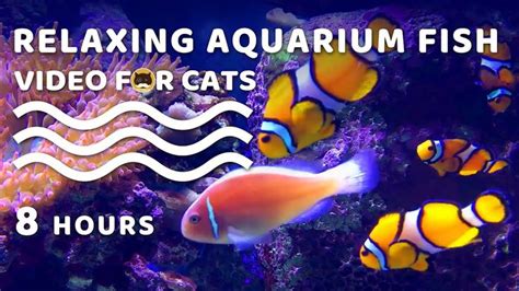 VIDEO FOR CATS - Relaxing Aquarium Fish. CAT GAMES - Fish | CAT TV | Screensaver | 8 Hours ...