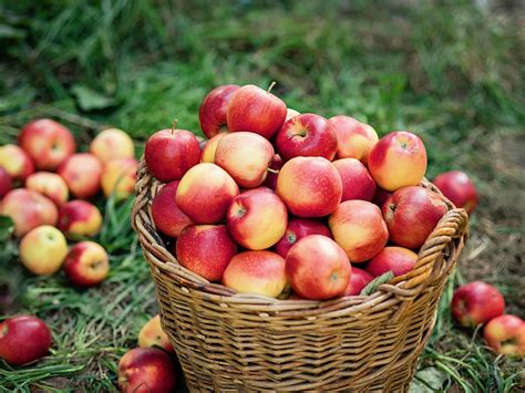 29 Farms and Orchards for Apple Picking Near NYC in 2022 - TrendRadars