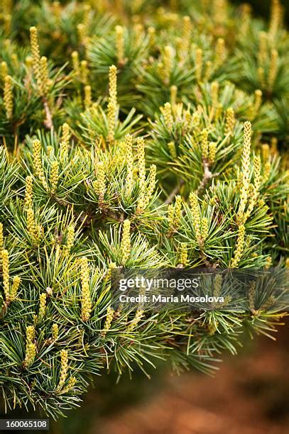 55 Dwarf Pine Trees Stock Photos, High-Res Pictures, and Images - Getty ...