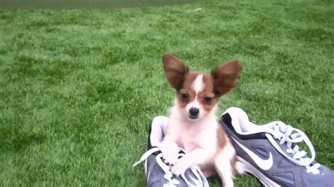 Teacup Papillon for sale in San Diego, CA! Puppies! - YouTube