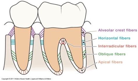 Pin by Rachel Alfaro on Dental hygiene school | Dental hygiene school ...