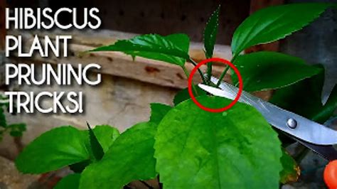 How to Prune a Hibiscus Plant For More Growth & Blooming? - Hibiscus ...