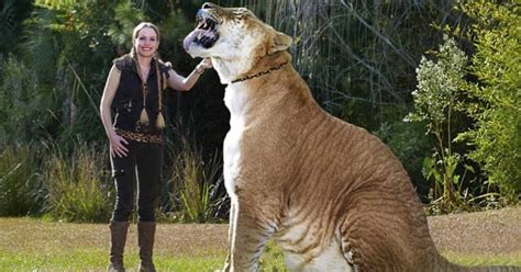 Meet Hercules the Liger, The World’s Largest Living Cat : Family Life Goals