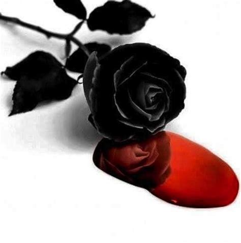 17 Best images about black gothic roses on Pinterest | Blue roses ...