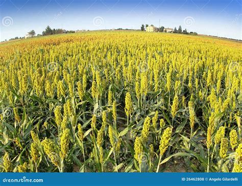 Sorghum Field Royalty Free Stock Photos - Image: 26462808