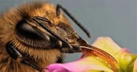 Proboscis Anyone? – EJbees East Jefferson Bee Club