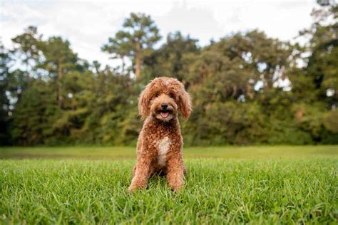 How Much Should My Goldendoodle Weigh